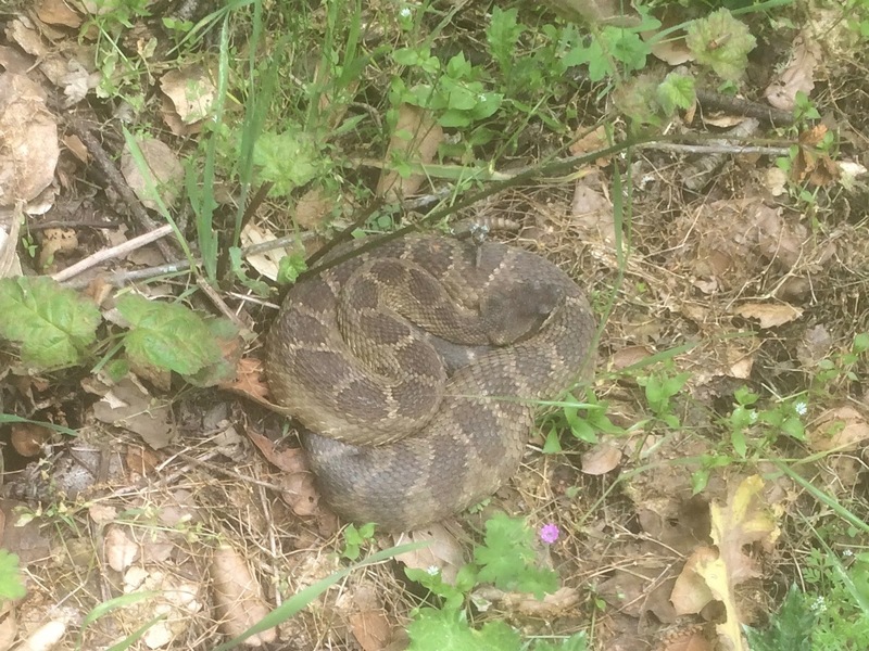 rattle snake